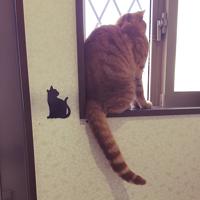 nekoさんの実例写真