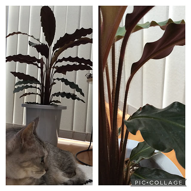 maroさんの実例写真
