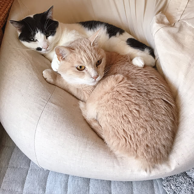 nicoさんの実例写真