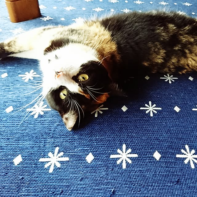 honey_beemtさんの実例写真