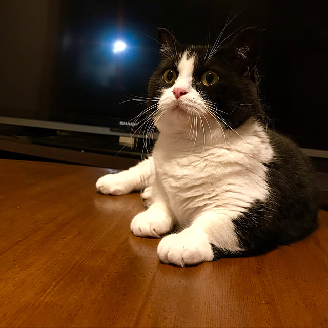 butachanさんの実例写真