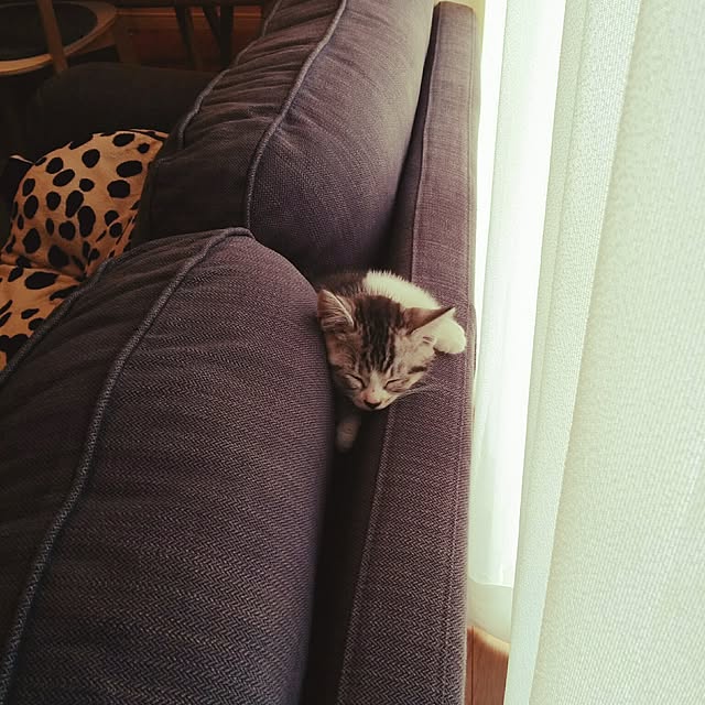 saoさんの実例写真