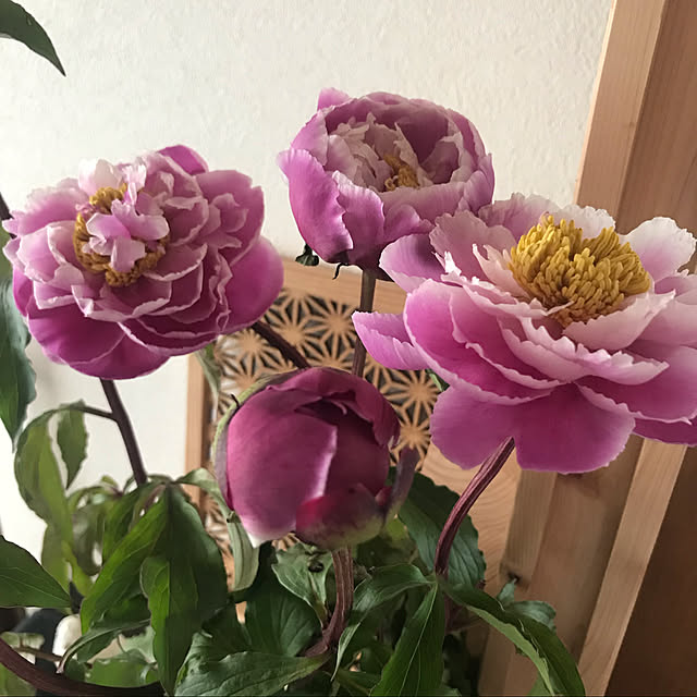 okadajapanさんの実例写真