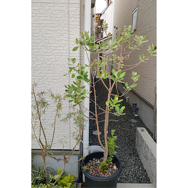 keh_xxxさんの実例写真