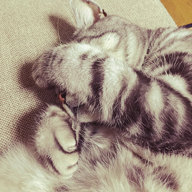 yasuさんの実例写真