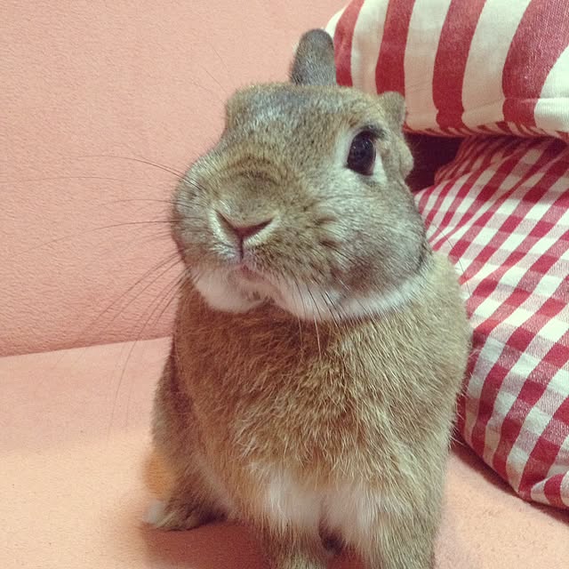 yuzu0223さんの実例写真