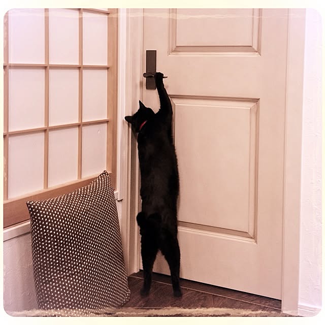 shinさんの実例写真