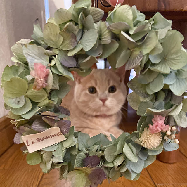 tomoさんの実例写真