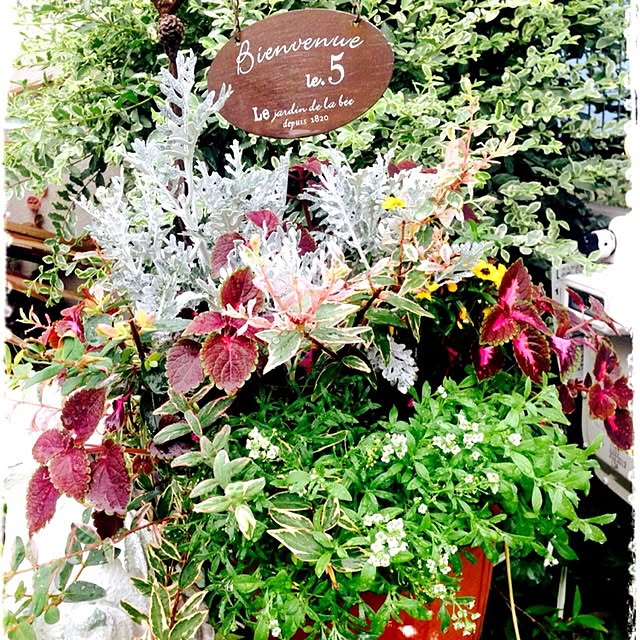 玄関/入り口/ナチュラル寄せ植え/コリウスチョンパ差しのインテリア実例 - 2016-08-05 19:34:24