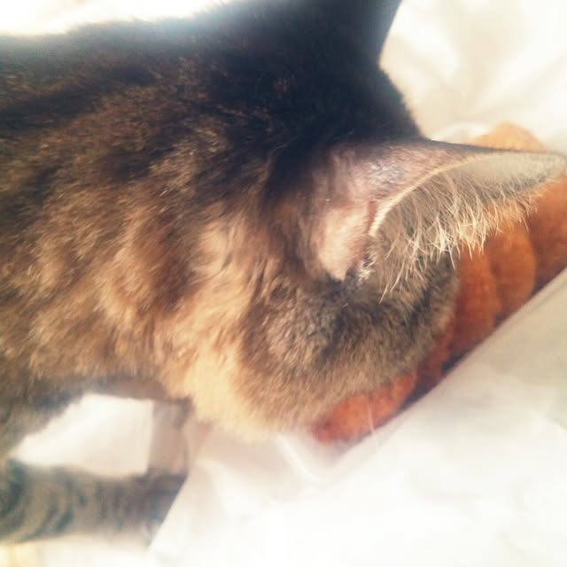 kittenblueさんの実例写真