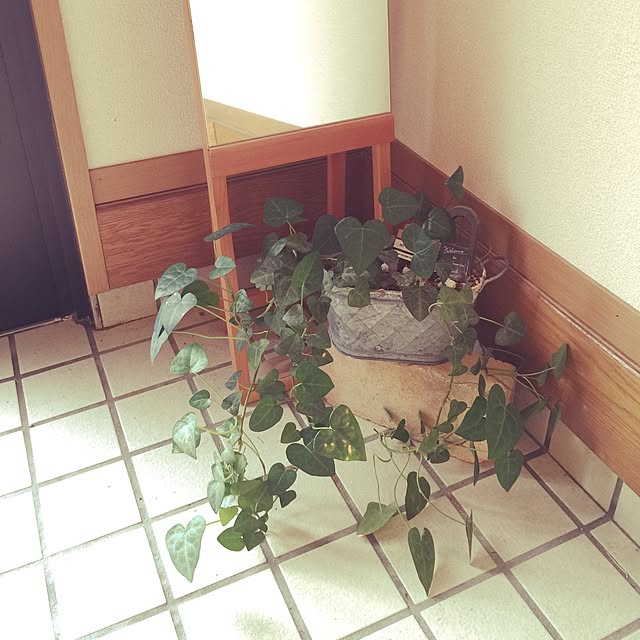 玄関/入り口/観葉植物/100均/雑貨/カフェ風のインテリア実例 - 2016-07-24 08:05:52