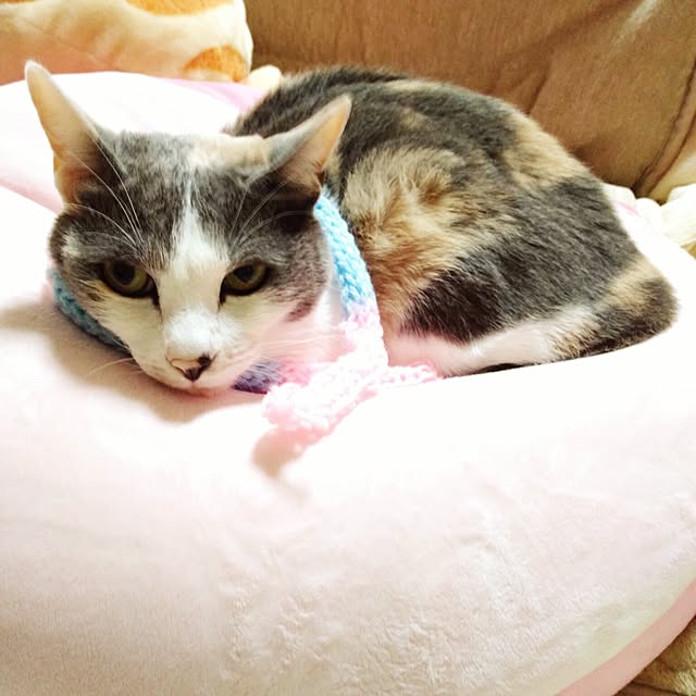 sisimaru1023さんの実例写真