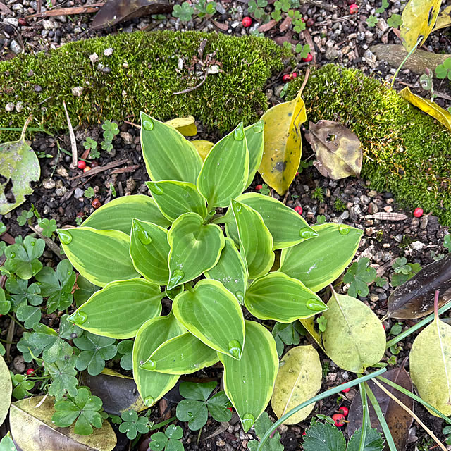 Kaeru-Mamaさんの部屋