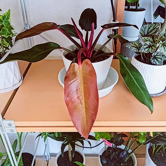 hanachanさんの部屋