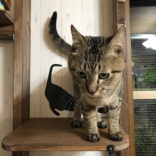 pepeさんの実例写真