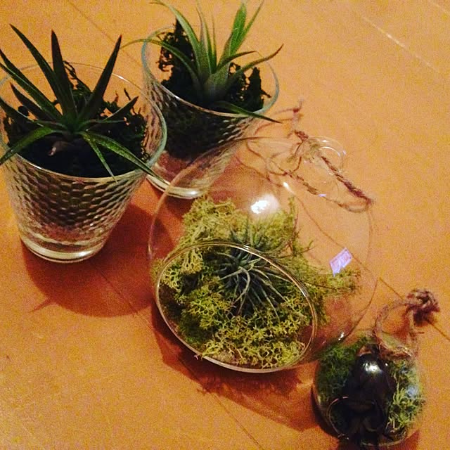 棚/ナチュラル/多肉植物/観葉植物のインテリア実例 - 2015-10-16 20:39:10