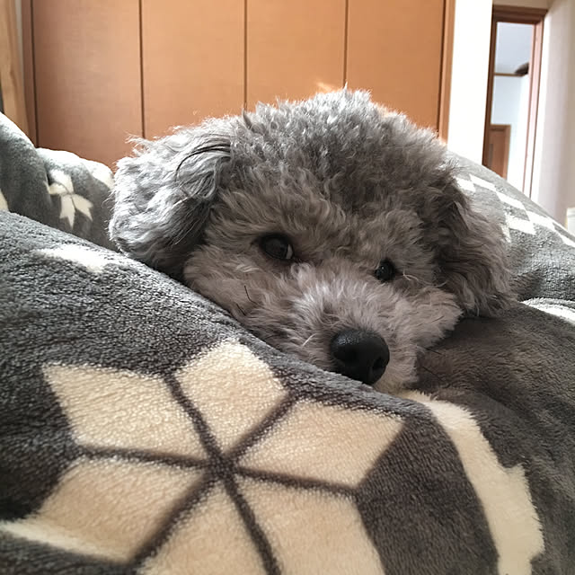 meguko.ryanさんの実例写真