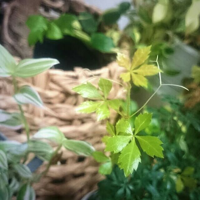 yukamileさんの実例写真
