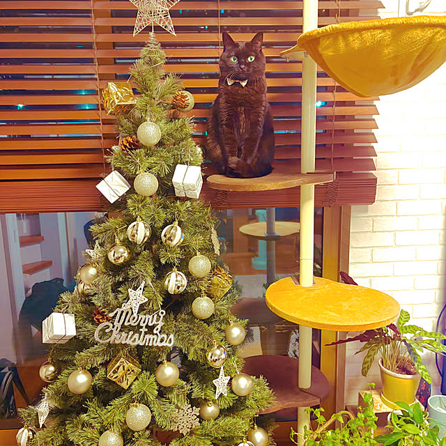 iiiyocoiiiさんの実例写真