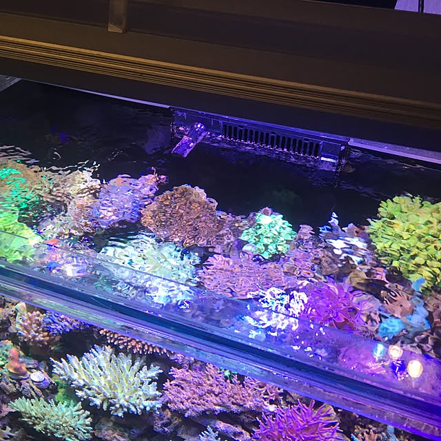 aquarium_seaさんの実例写真