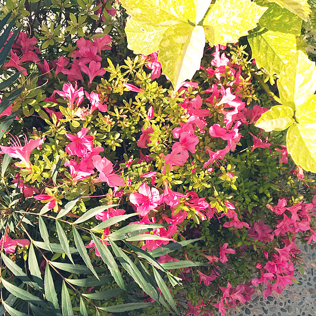 玄関/入り口/観葉植物のインテリア実例 - 2018-05-20 21:33:24