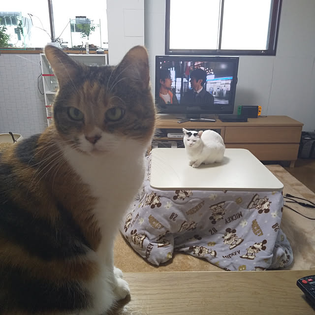 yukieさんの実例写真