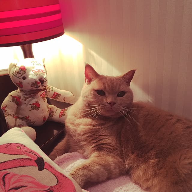 Noelさんの実例写真