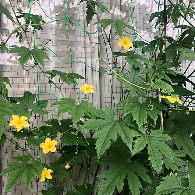 Uriさんの実例写真