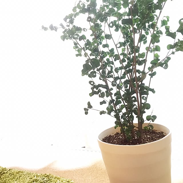 sanaboさんの実例写真