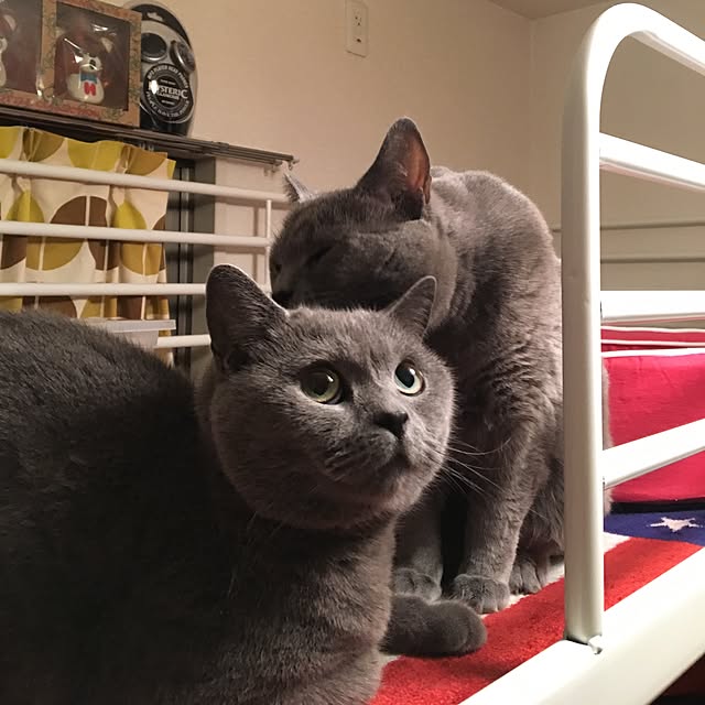 ikettenさんの実例写真