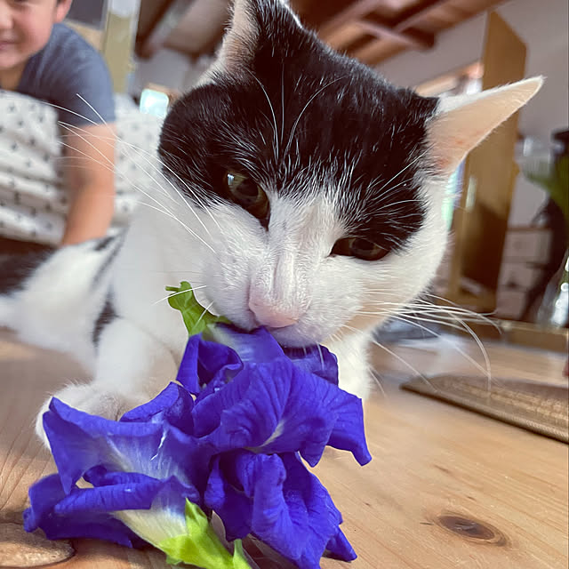 nekosamaさんの実例写真