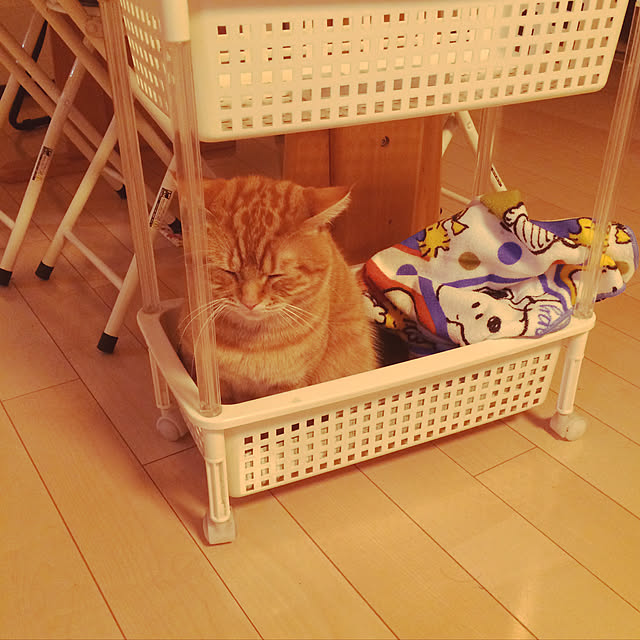 nekoさんの実例写真