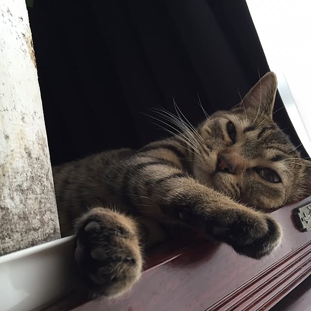 catwomanさんの実例写真