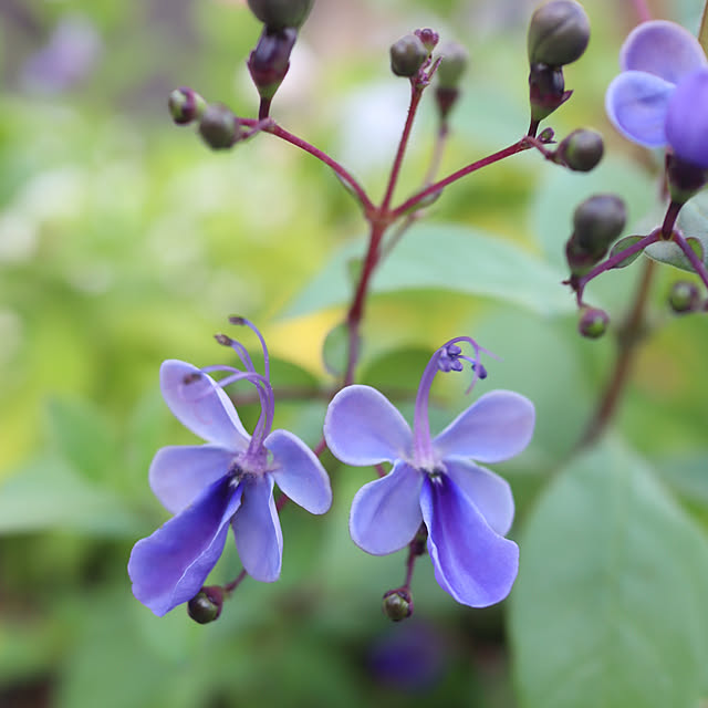 glassflowerさんの実例写真