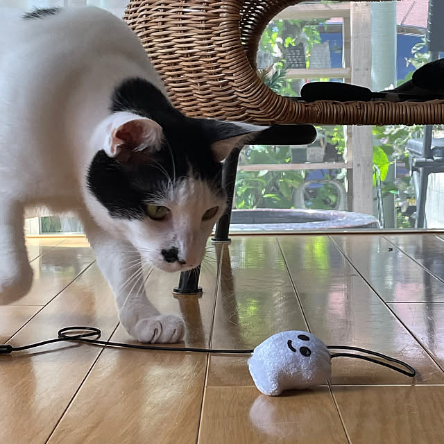 nobikoさんの部屋