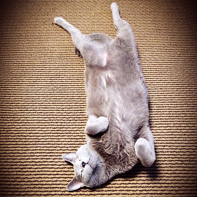 poiさんの実例写真