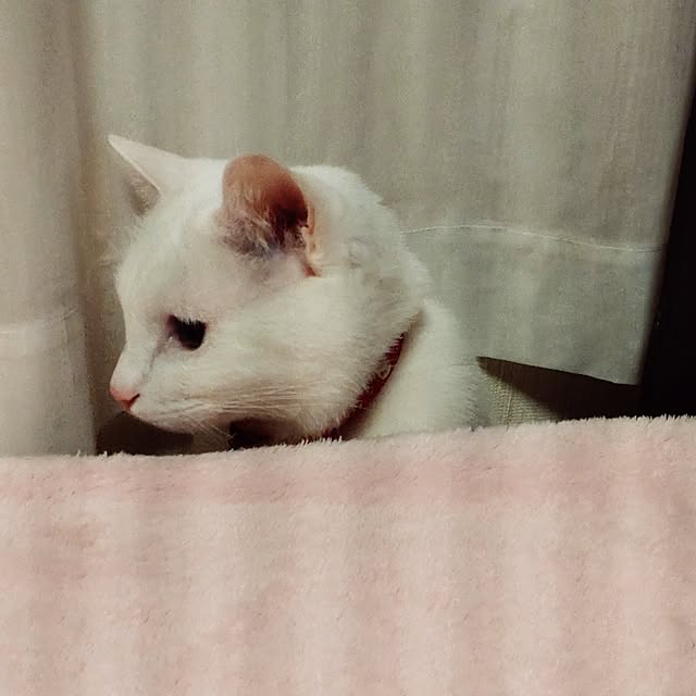 lelielさんの部屋