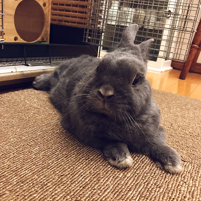 mamisazさんの実例写真