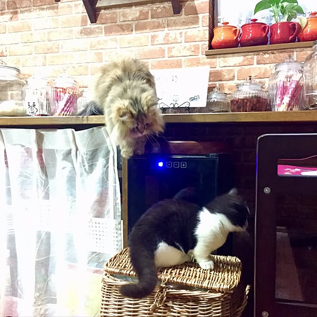 butachanさんの実例写真