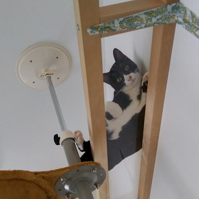 Gomaさんの実例写真