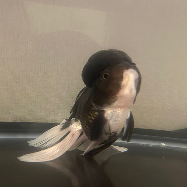 POYOさんの実例写真