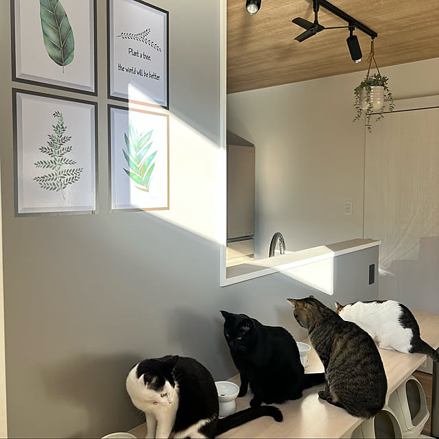 neko_daisukiさんの実例写真