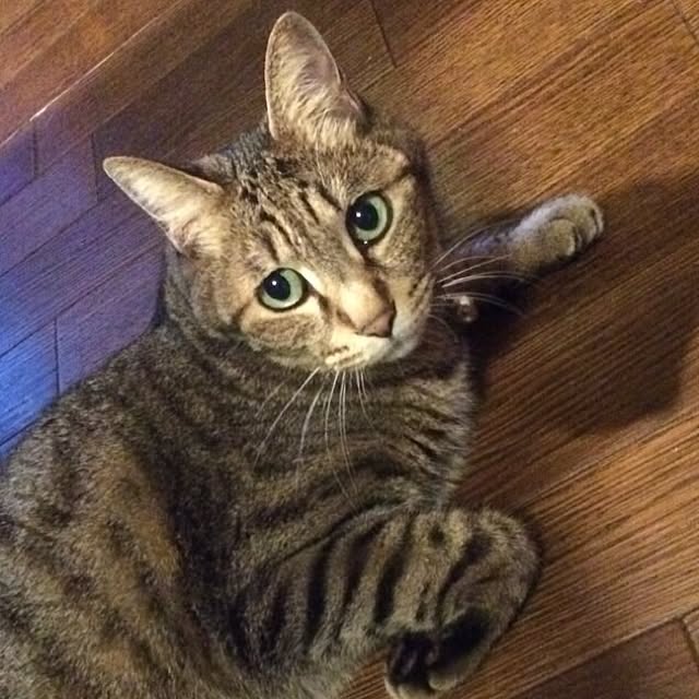 実例写真