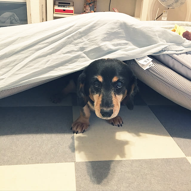 ohanaさんの実例写真