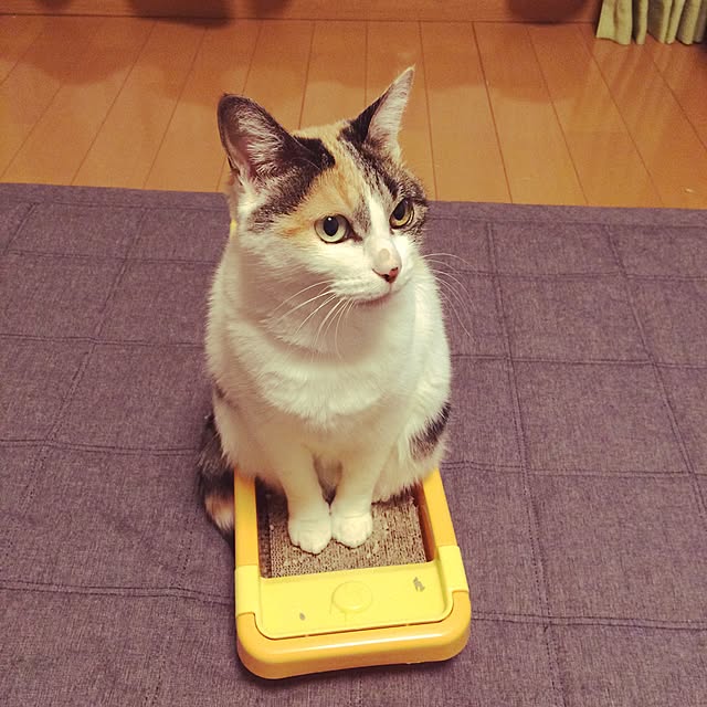 tacomozさんの実例写真