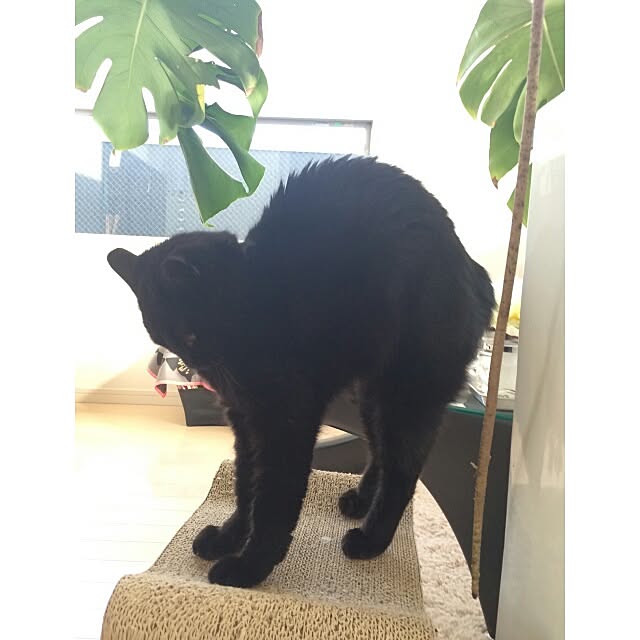 kikinanaさんの実例写真