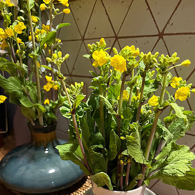 cotaさんの部屋