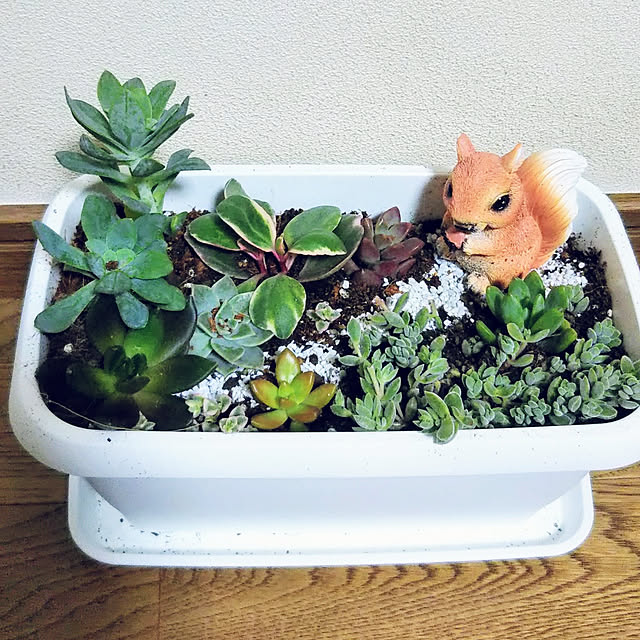 Tirorinさんの実例写真
