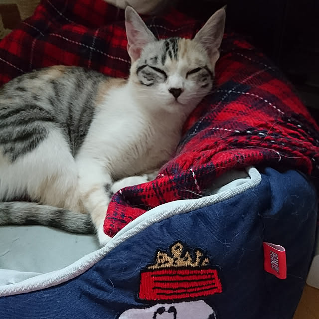 shinobuさんの実例写真