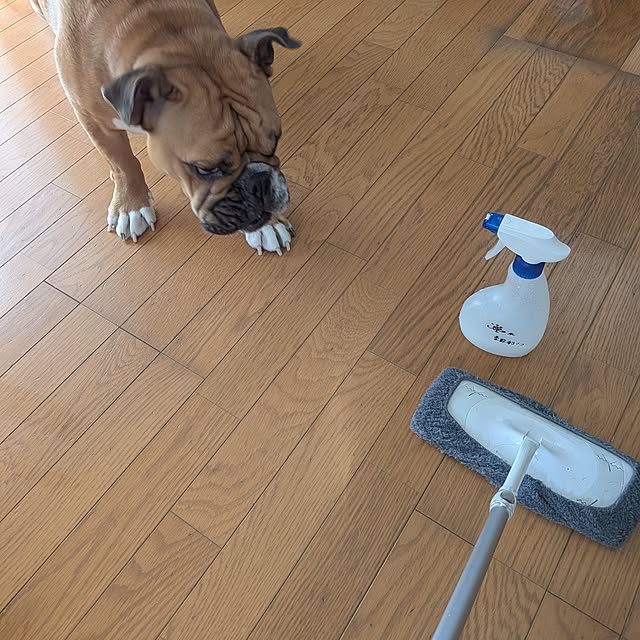 chi_gogaさんの実例写真